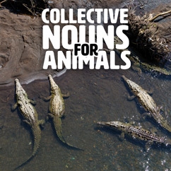 Collective Nouns For Animals