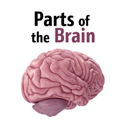 Parts of the Brain