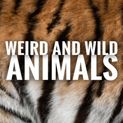 Wild and Weird Animals